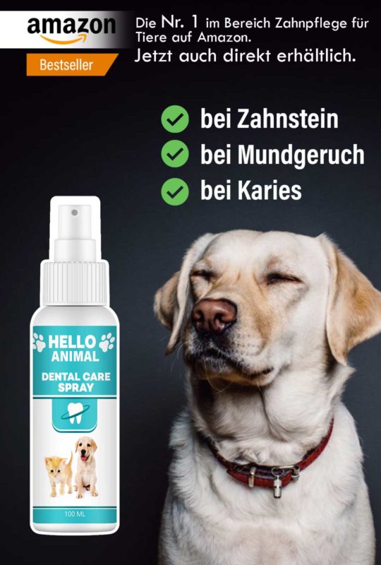 Hund mit Dental Spray
